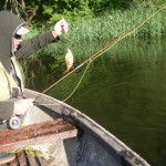 Big fish falls for a damsel nymph.
