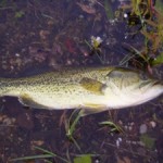 Black Bass