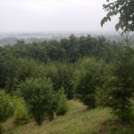View from the tops.