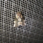 Weird looking moth