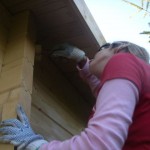 Anti-fungus and insect paint