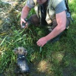 Gacka trout and Cherry the Hunter