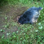 Cherry finds something interesting. It may be a mole.