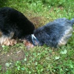 Two dogs with their heads in a hole. Perfect.