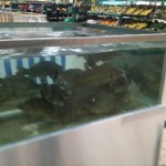 Strange to see carp in Tescos.