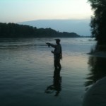 Asp Hunting the Drava!