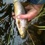 IMG_0933 First decent size trout!