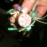 Three frogs (one we didn't tie) and a dead pig - Szuszi tied the pig.