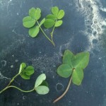 Couple of four and five leaf clovers from a casting session.