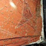 Buzzer hatch. Pretty impressive if they stayed out the cabin.