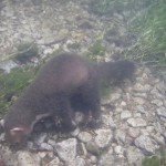 This unusual animal is well known for it's bottom feeding techniques.