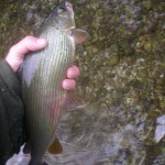 Another grayling - we had quite a few.