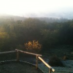 Morning at Latohegy.