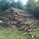 Wood for the winter (I hope it's enough!)