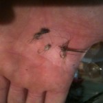The finished flies. Faraz wins which is surprising and Peter thinks he cheated.