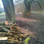 log pile after log pile...