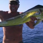 Dolphin Fish
