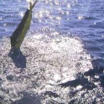 Dolphin fish like to jump!