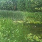 This is Essex (not Hungary)