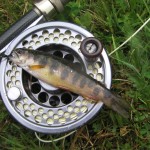 Big fish!