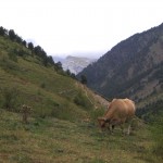 High in the mountains, with the cows