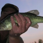 Black bass from Peter's lake.