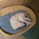 Tom/Cat/Titsza