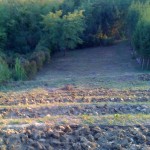 Grapes will be planted here in the Spring