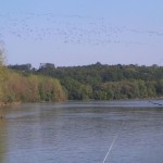 Many fucking cormorants