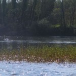 Pair of swans