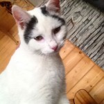 Tommy a stray tiger, takes refuge from killer tree-moles in Latohegy.