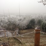 Snjeska and Ivica come for a visit - this is their rods!
