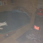 Tommy the Tiger takes a well earned rest from killer mole hunting