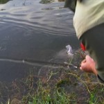 Release!