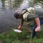 A fish that may or may not be called a Gurapy