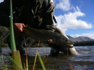 A good cruiser on one of Fred Stephenson's spiders. Thanks Fred!