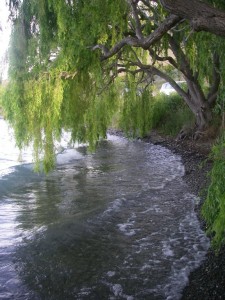 I had one under this willow using a bow and arrow cast! Only the second time i ever successfully used this cast..