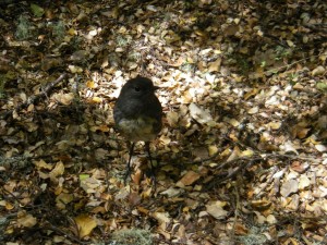 A New Zealand Robin on the Kepler track.