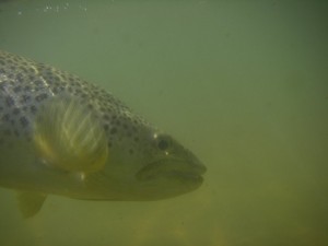 First Tassie fish of 2012... My first fish of 2012 actually!