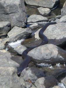 Tiger snake...