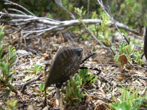Mountain Katydid.
