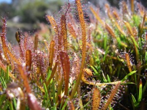 Alpine sundew