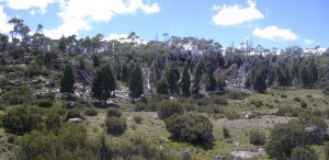 A grove of pencil pines. The dead ones were destroyed by a bush fire in the 50's.