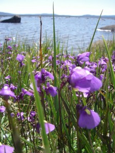 One of the lake edges at the 19 Lagoons..