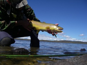 The best fish from a bad week!