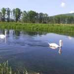 A couple of swans on the highway.