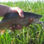 Male Rainbow.