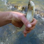Nailed a grayling...