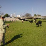 An FFF examination. On this task the idea is to cast around the cow.