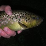 Typical Ribnik Brown.